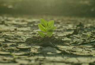 O Impacto do El Niño na Produção Global de Alimentos