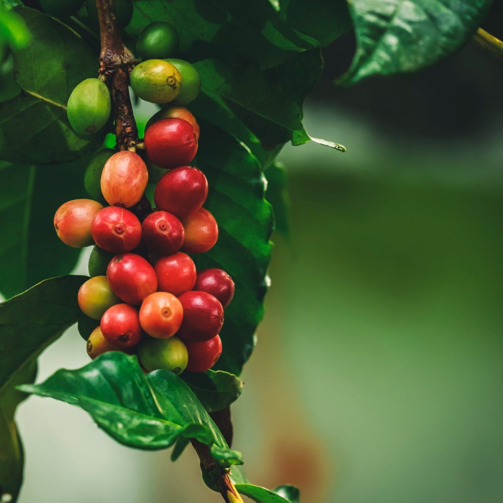 close-up-cerejas-de-cafe-vermelho-organico-fresco-graos-de-cafe-de-frutas-crus-na-plantacao-de-arvores-de-cafe